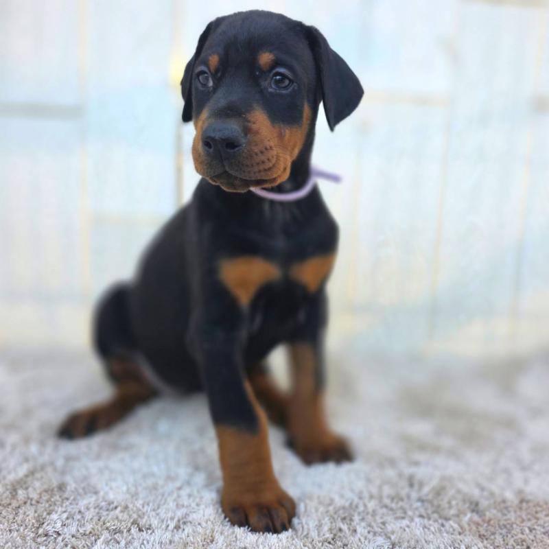 販売中の茨城県のドーベルマン-426192の28枚目