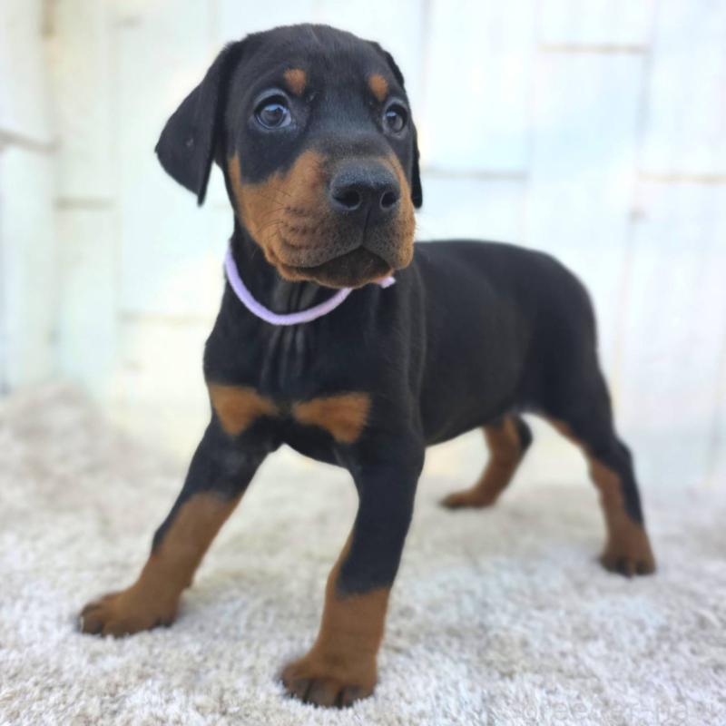 販売中の茨城県のドーベルマン-426192の26枚目