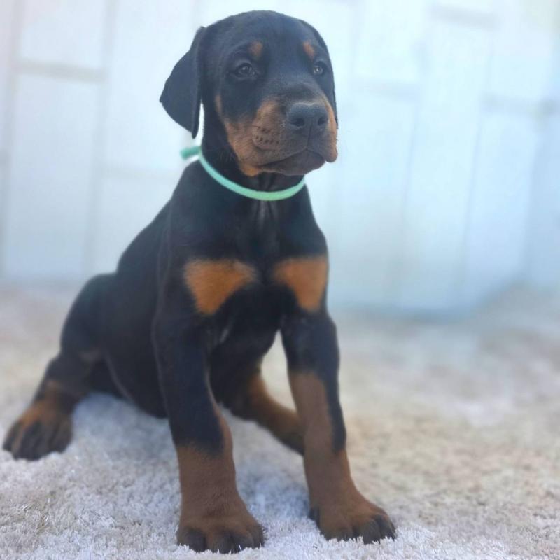 販売中の茨城県のドーベルマン-428842の29枚目