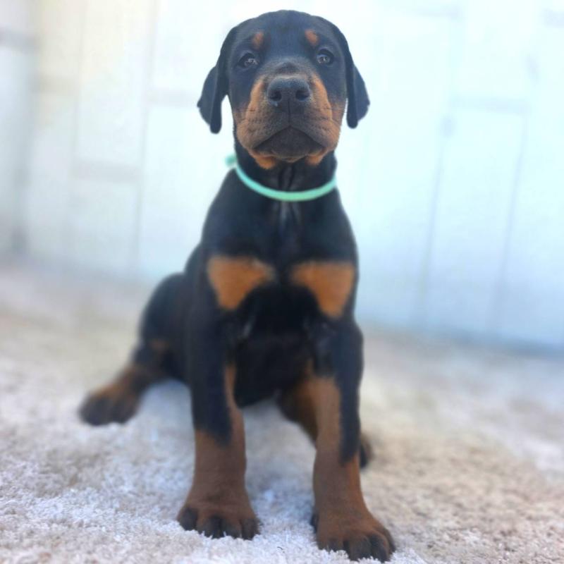 販売中の茨城県のドーベルマン-428842の28枚目