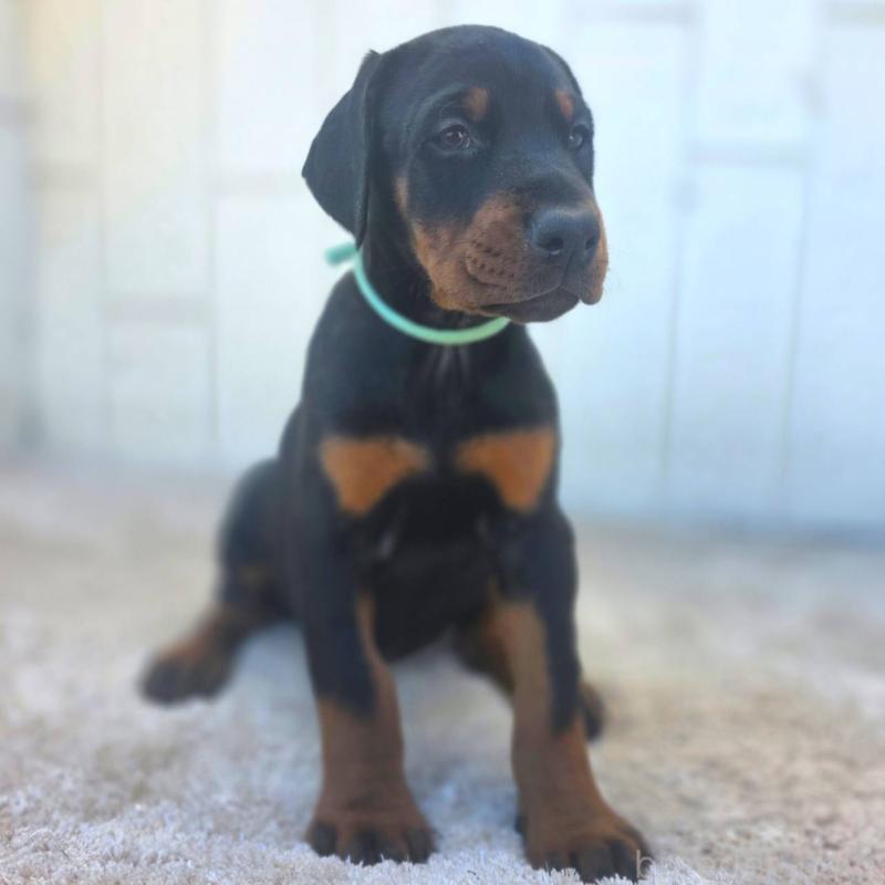 販売中の茨城県のドーベルマン-428842