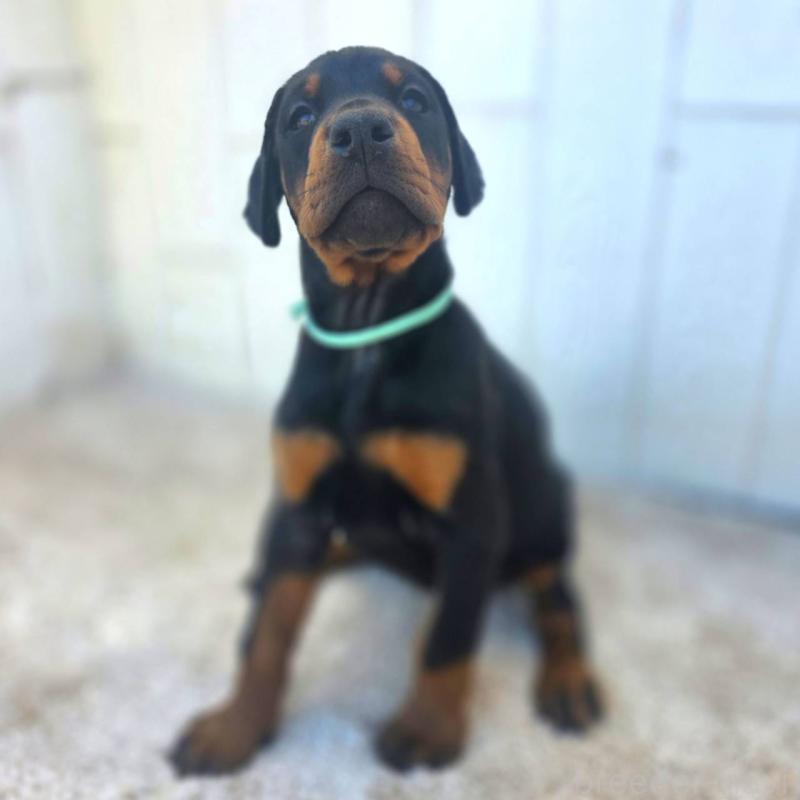 販売中の茨城県のドーベルマン-428842の25枚目