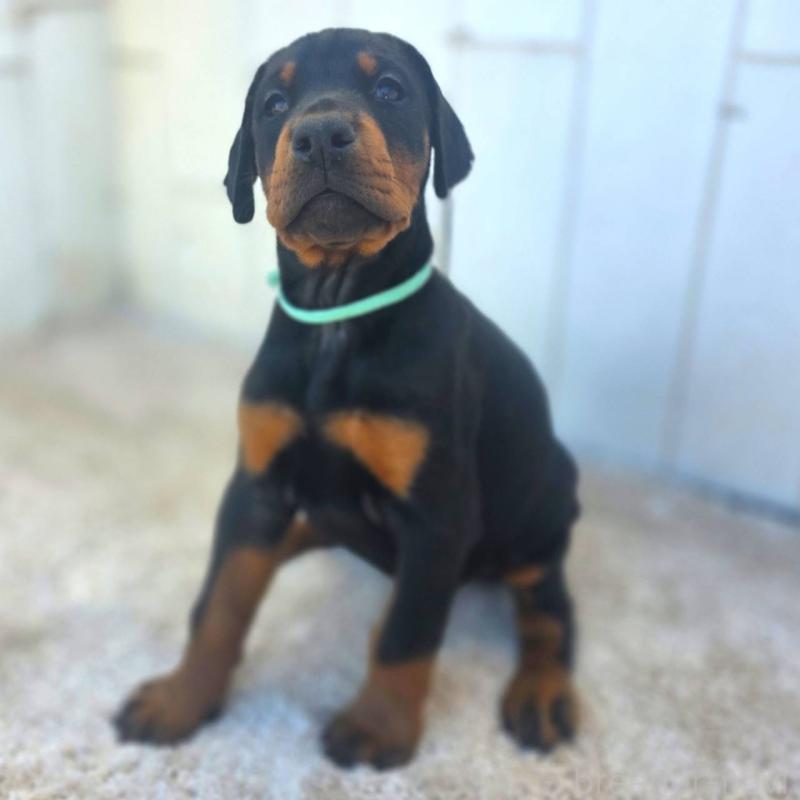 販売中の茨城県のドーベルマン-428842の24枚目