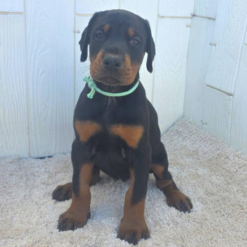 販売中の茨城県のドーベルマン-428842の23枚目