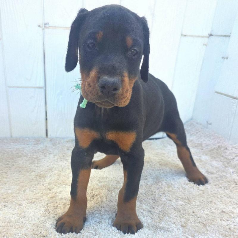 販売中の茨城県のドーベルマン-428842の22枚目