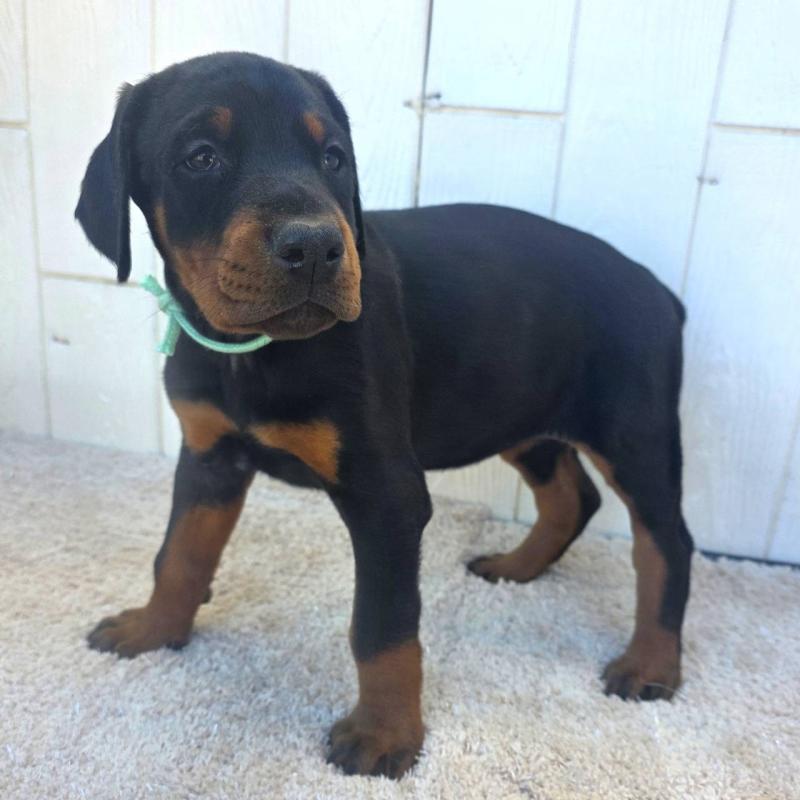 販売中の茨城県のドーベルマン-428842の21枚目