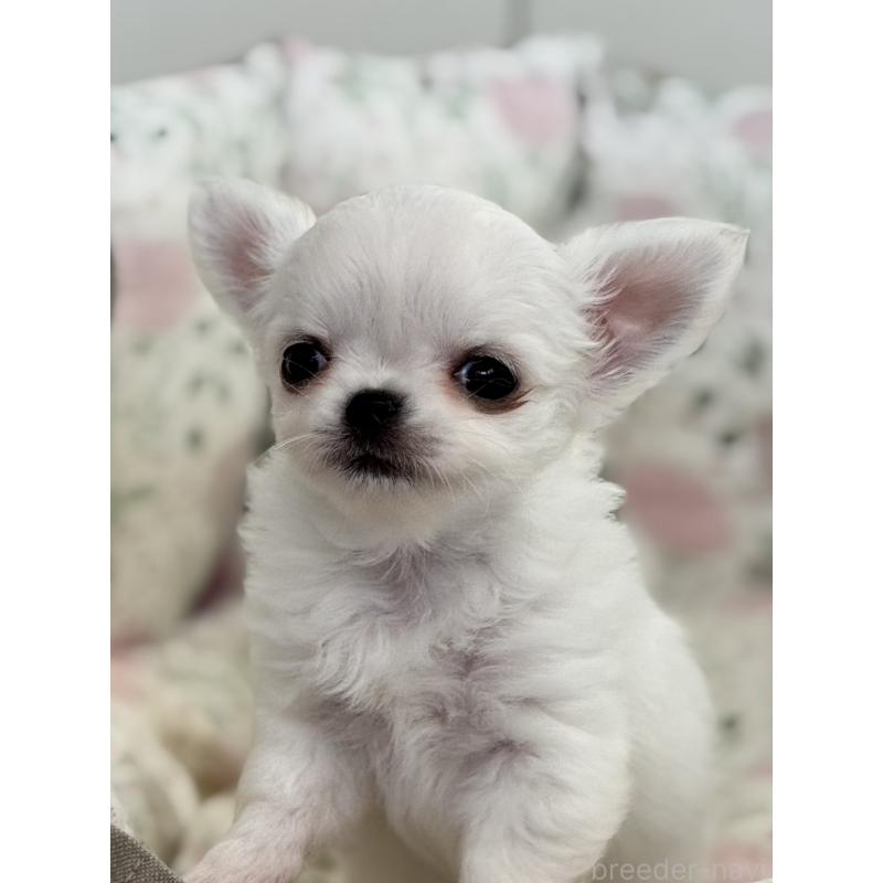 販売中の神奈川県のチワワ(ロングコート)-429571の10枚目