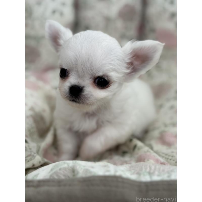 販売中の神奈川県のチワワ(ロングコート)-429571の9枚目