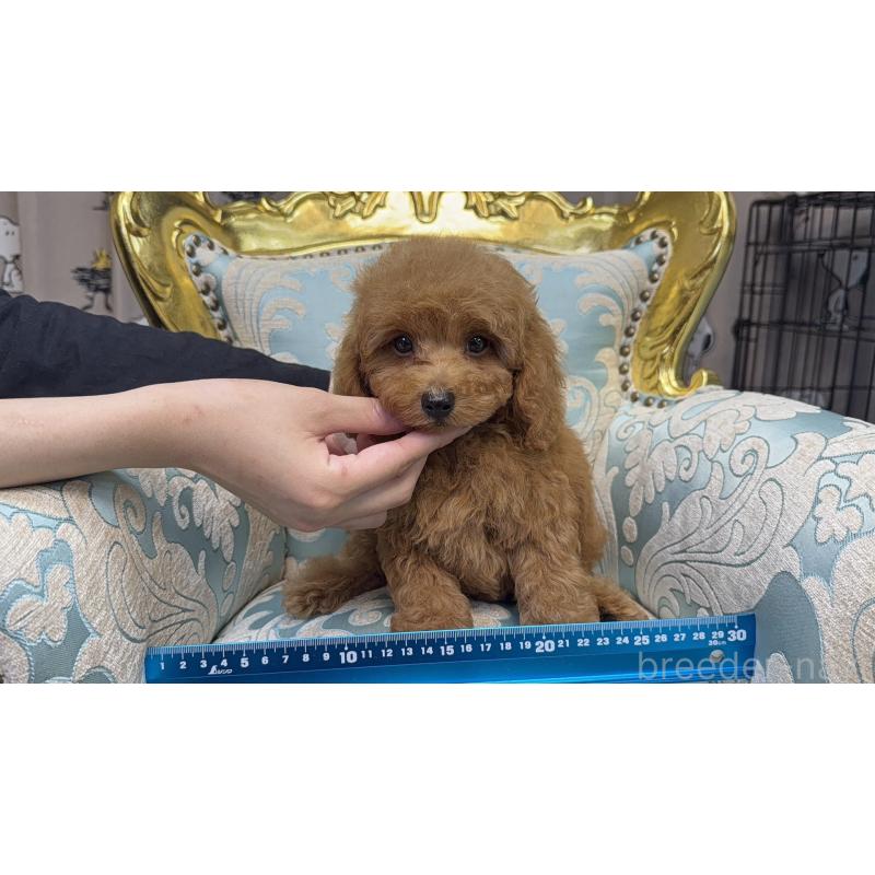 販売中の新潟県のトイプードル-430650の5枚目