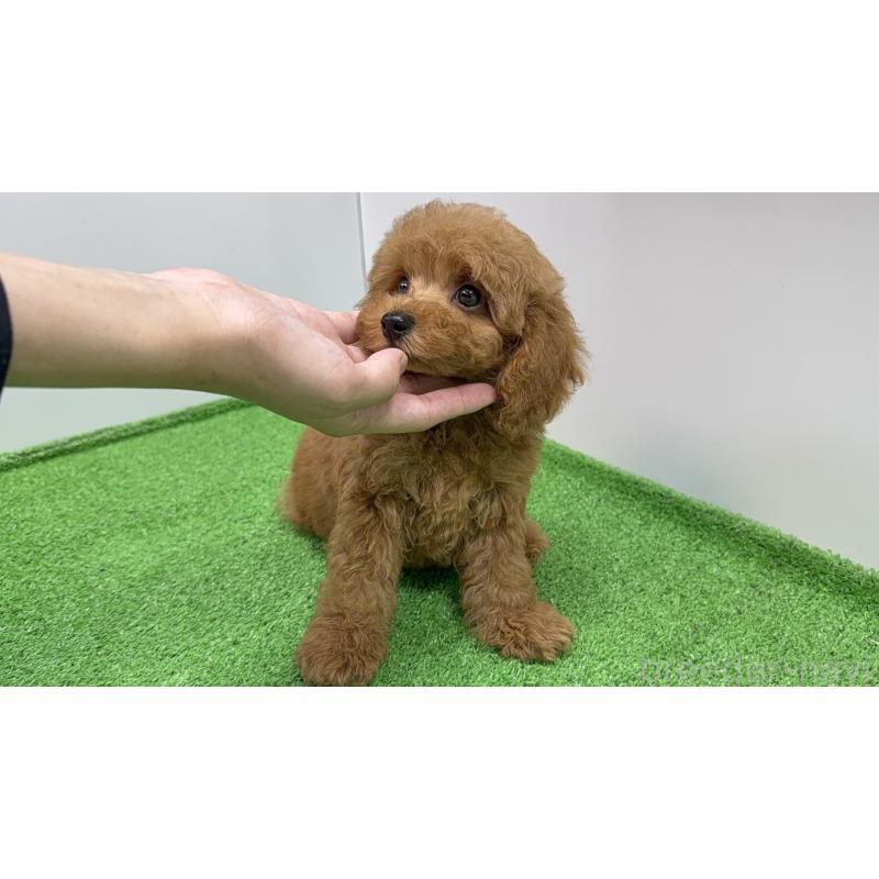 販売中の新潟県のトイプードル-430650の2枚目