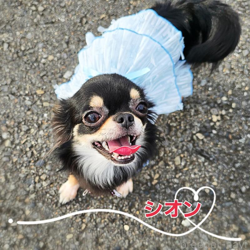 シオンちゃん1枚目