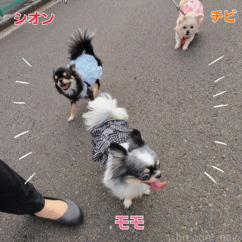 シオンちゃん1枚目