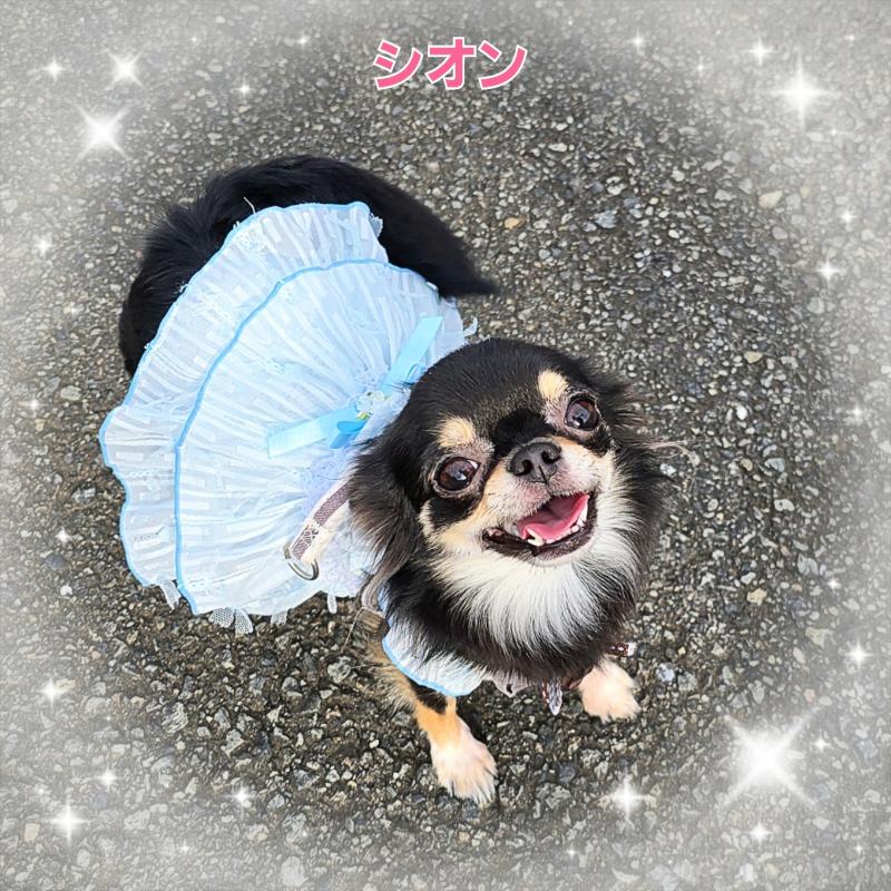 シオンちゃん1枚目