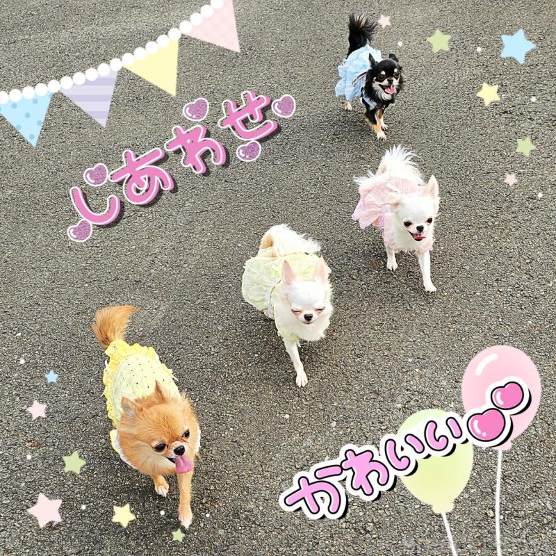 シオンちゃん1枚目