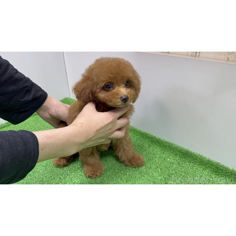 販売中の新潟県のトイプードル-430656の4枚目