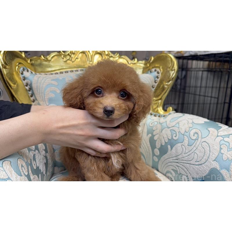 販売中の新潟県のトイプードル-430656の3枚目