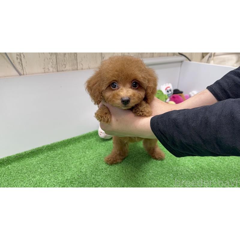 販売中の新潟県のトイプードル-430656の2枚目