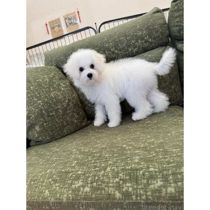 販売中の福岡県のビションフリーゼ-416479の3枚目