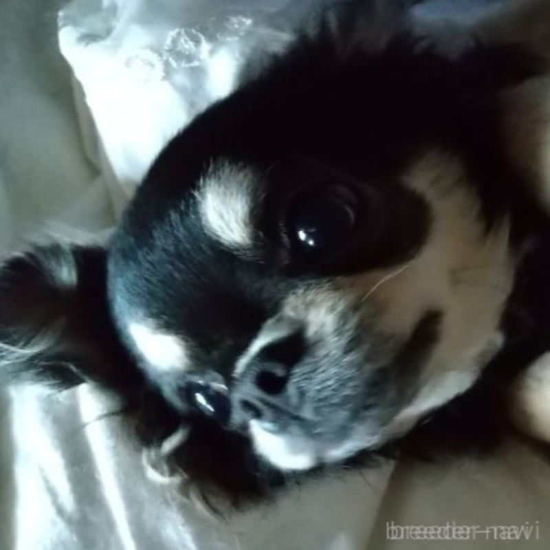 オハナちゃん1枚目