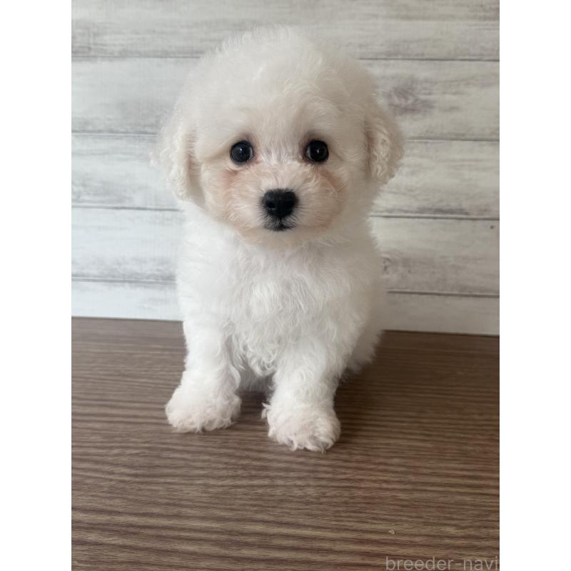 販売中の三重県のビションフリーゼ-427835の4枚目