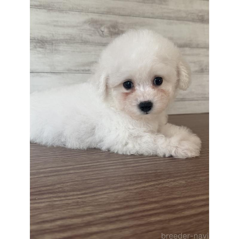 販売中の三重県のビションフリーゼ-427835の2枚目