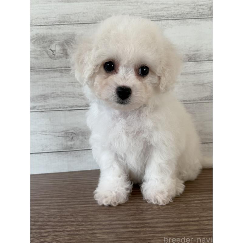 販売中の三重県のビションフリーゼ-428046の4枚目