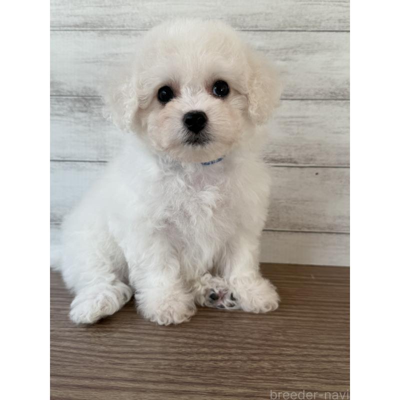 販売中の三重県のビションフリーゼ-428046の3枚目