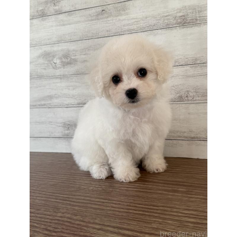 販売中の三重県のビションフリーゼ-428046の2枚目