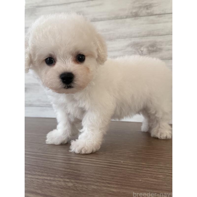 販売中の三重県のビションフリーゼ-428044の4枚目