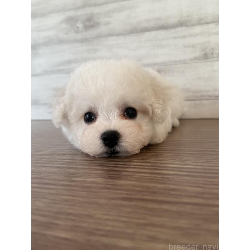 販売中の三重県のビションフリーゼ-428044の3枚目