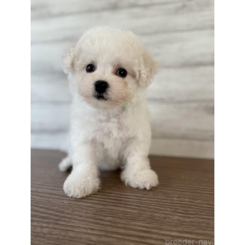 販売中の三重県のビションフリーゼ-428044の2枚目