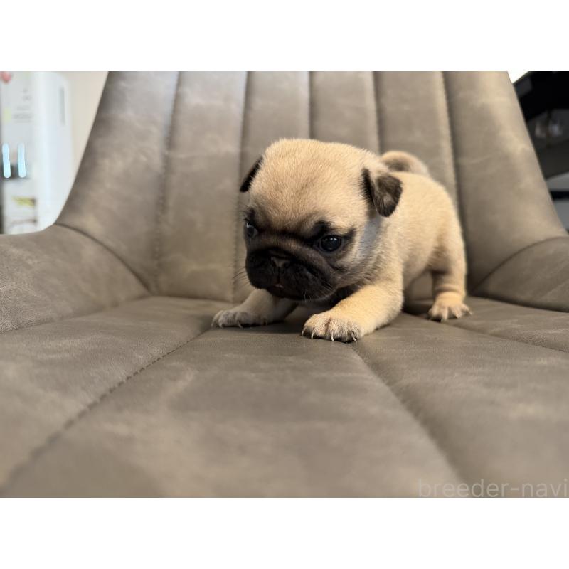 成約済の愛知県のパグ-429410の3枚目