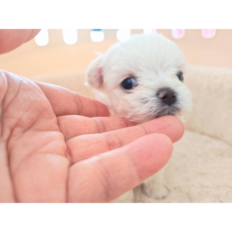 販売中の埼玉県のチワマル:チワワ×マルチーズ-430659の9枚目