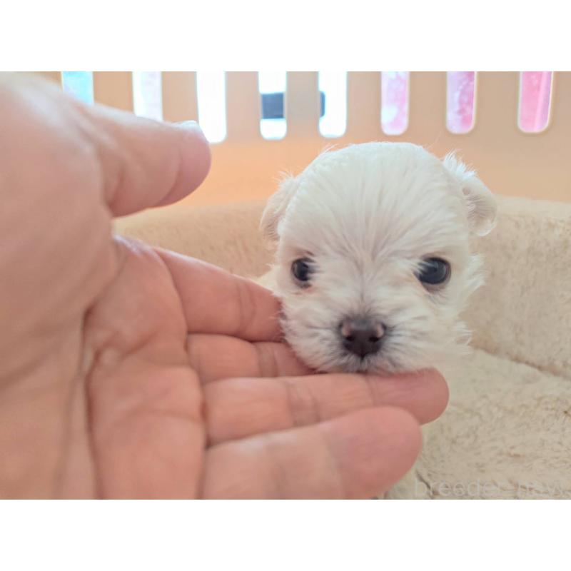 販売中の埼玉県のチワマル:チワワ×マルチーズ-430659の8枚目