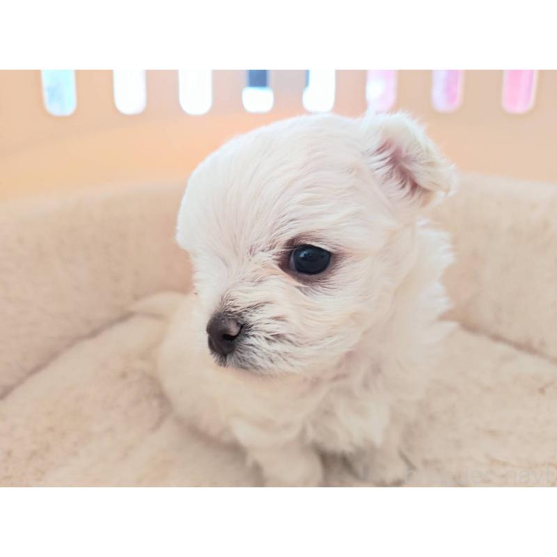 販売中の埼玉県のチワマル:チワワ×マルチーズ-430659の7枚目