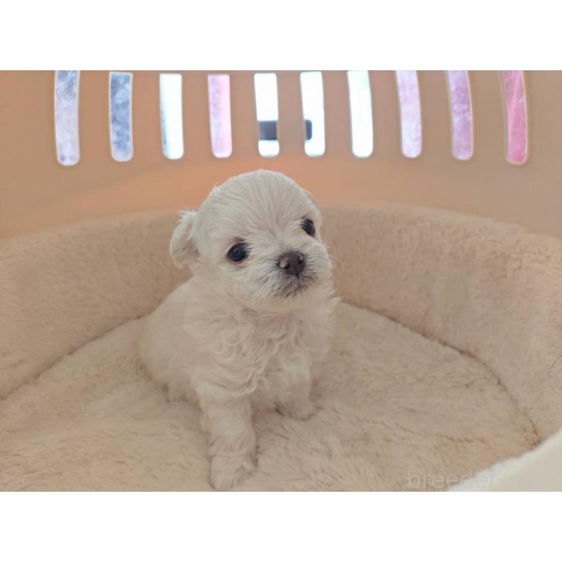 販売中の埼玉県のチワマル:チワワ×マルチーズ-430659の6枚目