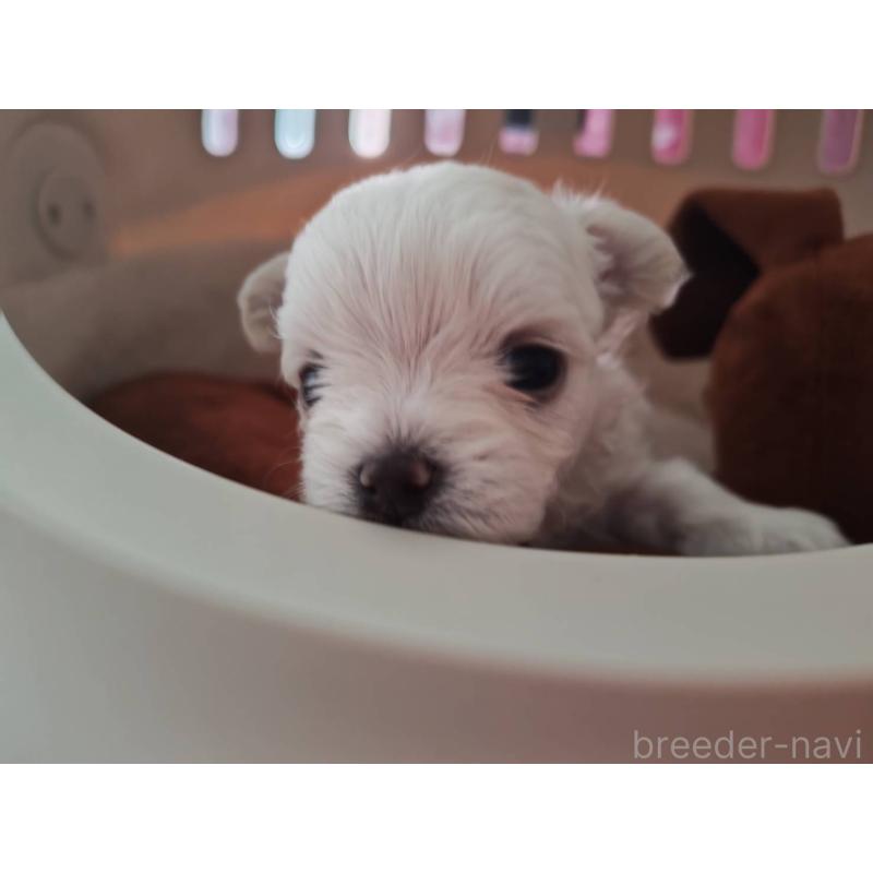 販売中の埼玉県のチワマル:チワワ×マルチーズ-430659の5枚目