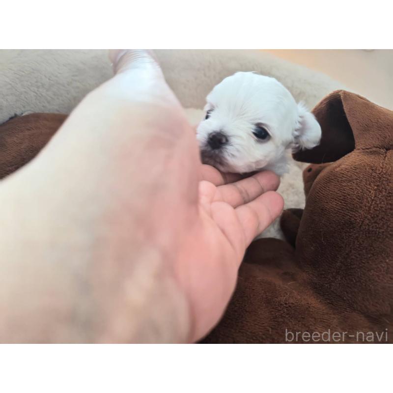 販売中の埼玉県のチワマル:チワワ×マルチーズ-430659の4枚目
