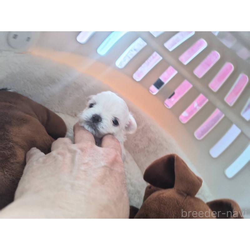 販売中の埼玉県のチワマル:チワワ×マルチーズ-430659の3枚目