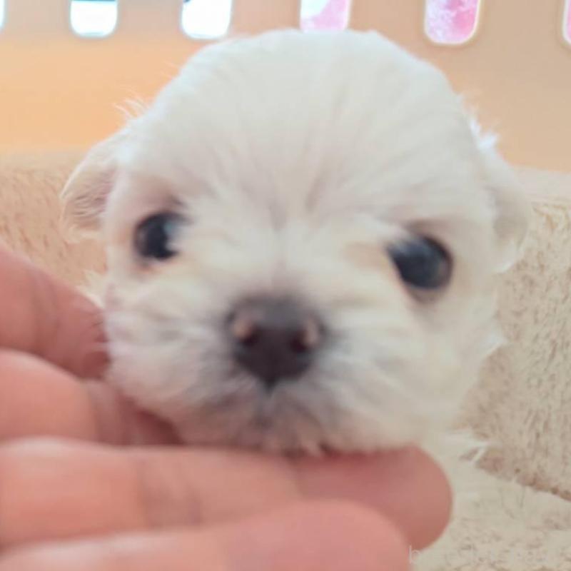 販売中の埼玉県のチワマル:チワワ×マルチーズ-430659の1枚目