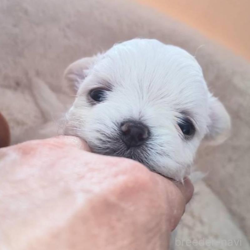 販売中の埼玉県のチワマル:チワワ×マルチーズ-430659の2枚目