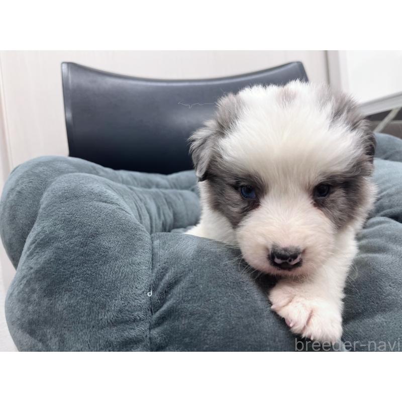 販売中の東京都のボーダーコリー-428458の9枚目