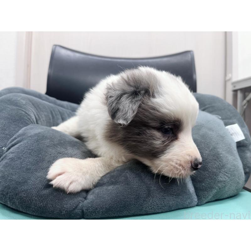 販売中の東京都のボーダーコリー-428458の8枚目