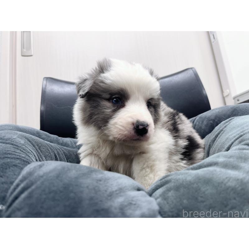 販売中の東京都のボーダーコリー-428458の7枚目