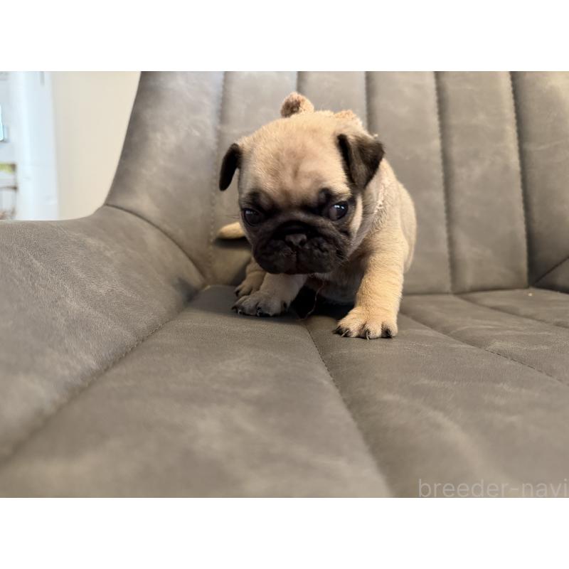 成約済の愛知県のパグ-429409の3枚目