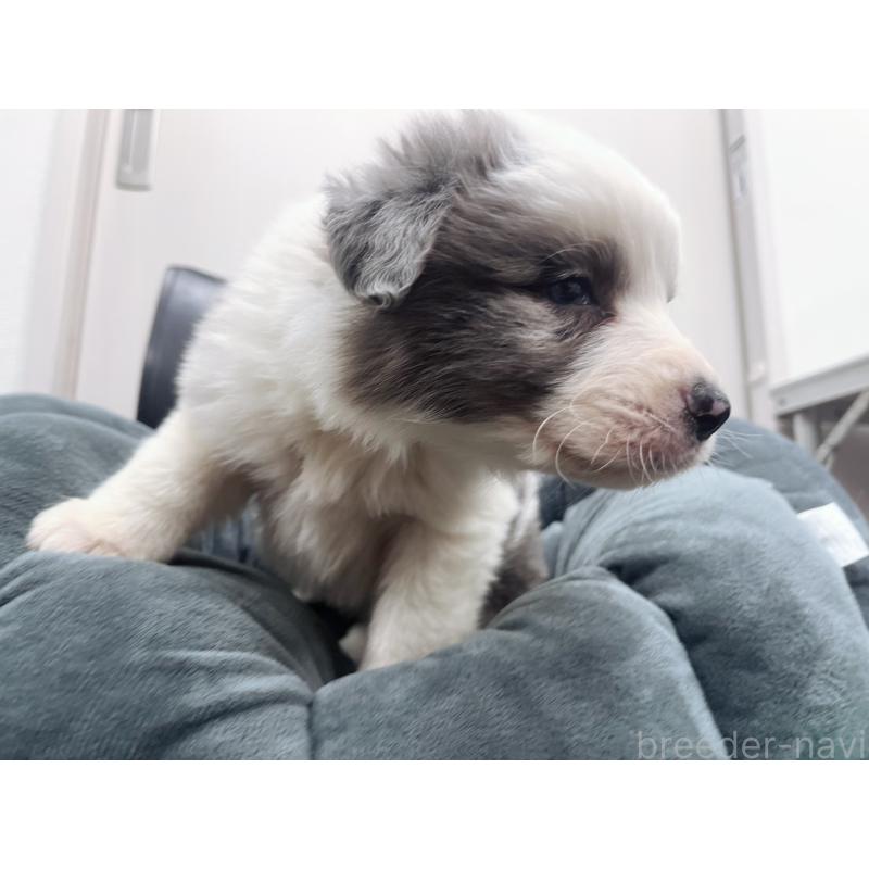 販売中の東京都のボーダーコリー-428458の6枚目