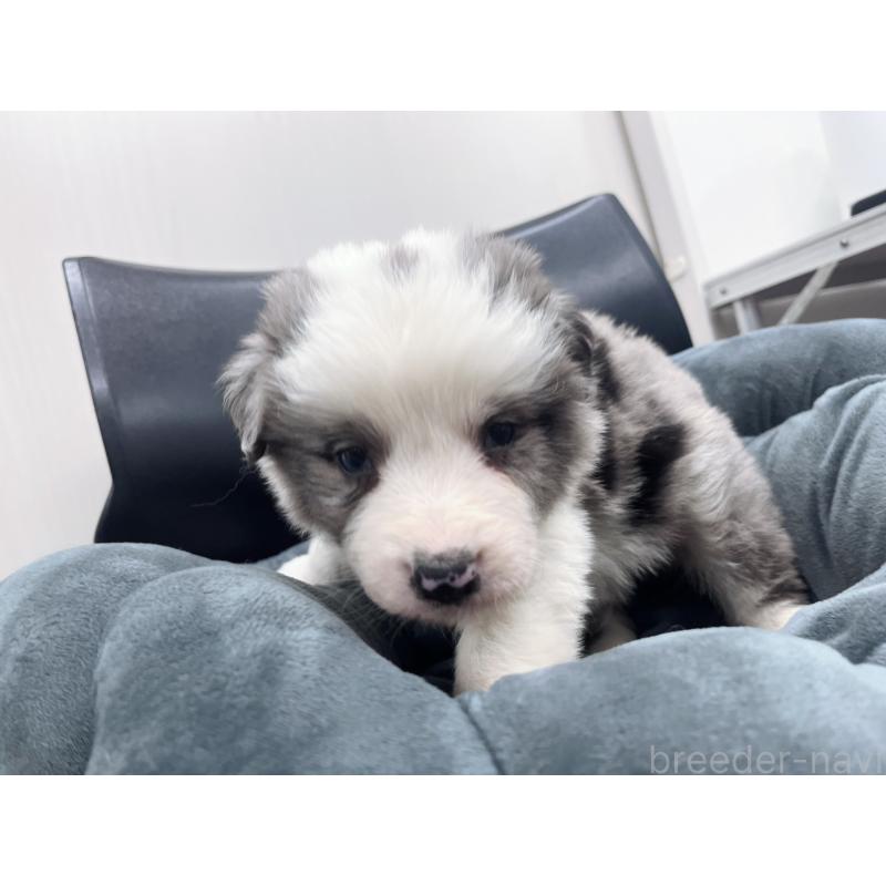 販売中の東京都のボーダーコリー-428458の5枚目