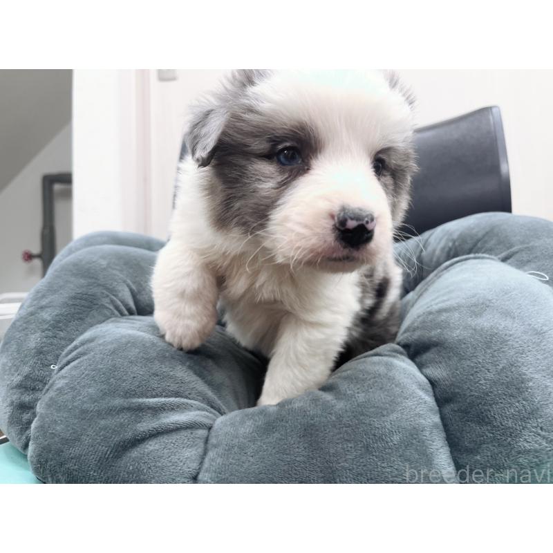 販売中の東京都のボーダーコリー-428458の4枚目