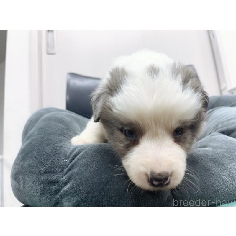 販売中の東京都のボーダーコリー-428458の3枚目