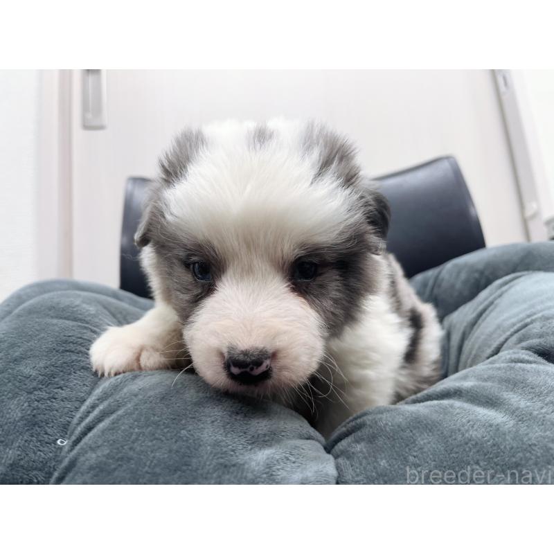 販売中の東京都のボーダーコリー-428458の2枚目